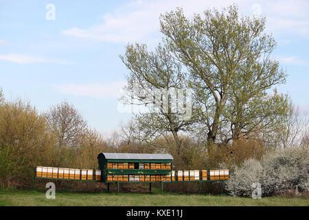 Alveari sul campo verde paesaggio stagione primavera Foto Stock