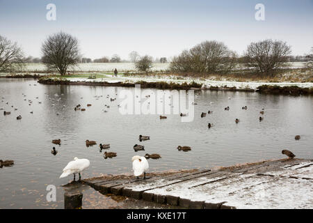 Regno Unito, Inghilterra, Cheshire, Nantwich, Lago, wildfowl su uno scalo dal sentiero lungolago in inverno durante la caduta di neve Foto Stock