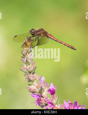 Common Darter dragonfly maschio (Sympetrum striolatum) arroccato su di un fiore. Cabragh zone umide, Thurles, Tipperary. L'Irlanda. Foto Stock