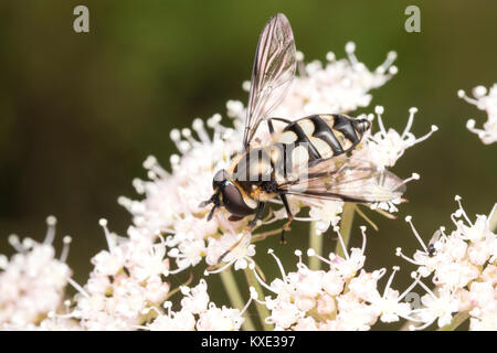Hoverfly (Didea fasciata) alimentazione su umbellifer fiore in habitat boschivo. Cahir, Tipperary, Irlanda. Foto Stock