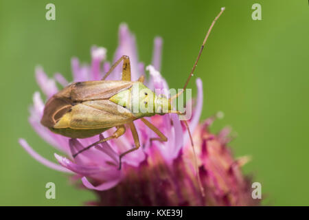 Patate bug del capside (Closterotomus norwegicus) in appoggio sulla sommità di un thistle nella prateria. Cahir, Tipperary, Irlanda. Foto Stock