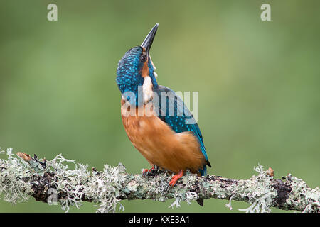 Un avviso kingfisher appollaiato su un ramo a guardare in alto verso il cielo e mantenendo un occhio per i predatori Foto Stock