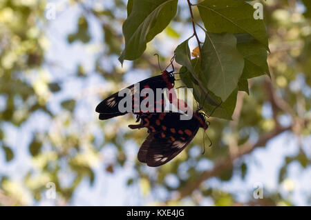 Crimson Rose farfalle coniugata in India (Atrophaneura hector) Foto Stock
