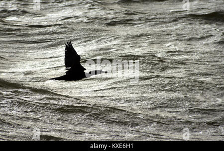 Stagliano cormorano volando sopra un mare d'inverno. Foto Stock