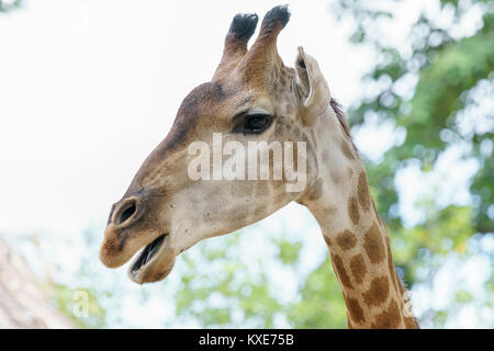 Ritratto di una giraffa con un lungo collo e testa di divertenti aiuta l'animale trovare cibo sui rami alti per aiutarli a sopravvivere nel mondo naturale. Foto Stock