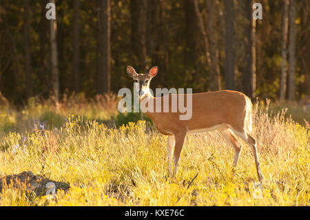 Colpo di white-tailed deer in the wild in Canada. Foto Stock