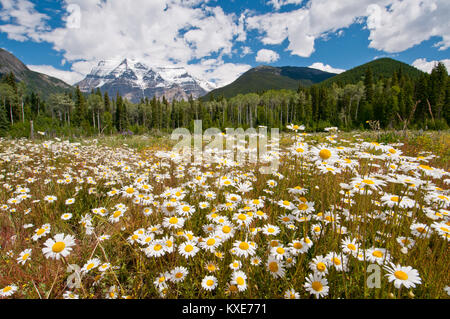 Margherite bianco in piena fioritura con il maestoso Monte Robson in background durante l'estate. Foto Stock