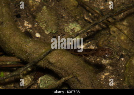 Watersnake marrone (Nerodia taxispilota) da Miami-Dade County, Florida, Stati Uniti d'America. Foto Stock