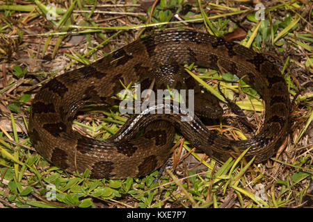 Watersnake marrone (Nerodia taxispilota) da Miami-Dade County, Florida, Stati Uniti d'America. Foto Stock