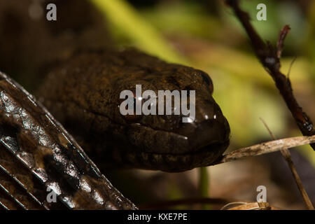 Watersnake marrone (Nerodia taxispilota) da Miami-Dade County, Florida, Stati Uniti d'America. Foto Stock