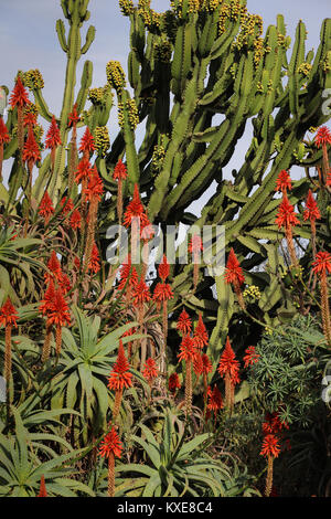 La crescita enorme di Aloe arborescens e Euphorbia nel deserto giardino in Balboa Park, San Diego, California; verticale, molti rossi blumi, composizione densa. Foto Stock