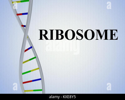 3D illustrazione di ribosoma script con la doppia elica del DNA , isolate su fondo azzurro Foto Stock