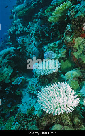 Imbianchiti stone coralli, sbianca di corallo, le conseguenze del surriscaldamento globale, Coral reef a isole delle Maldive, Oceano Indiano, Asia Foto Stock
