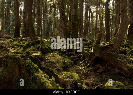 Preso in Aokigahara che hanno un altro nome della foresta di suicidio come bene. Professional fotocamera utilizzata. Foto Stock