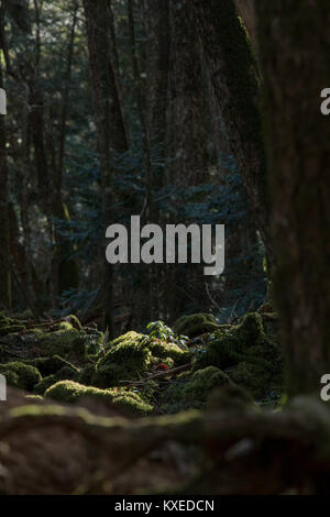 Preso in Aokigahara che hanno un altro nome della foresta di suicidio come bene. Professional fotocamera utilizzata. Foto Stock