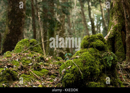 Preso in Aokigahara che hanno un altro nome della foresta di suicidio come bene. Professional fotocamera utilizzata. Foto Stock