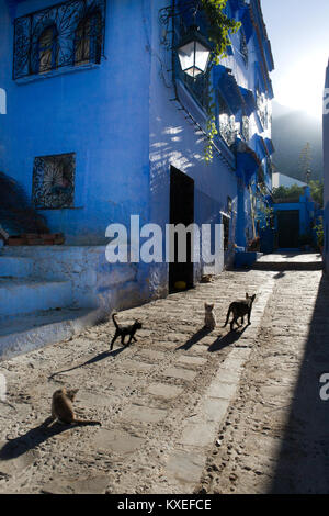 Animali domestici ammessi su strada nella medina della città blu Chefchaouen, Marocco Foto Stock