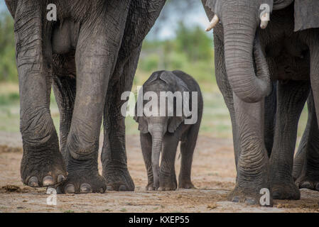 Elefante africano (Loxodonta africana), un paio di giorni di vitello, di Chobe National Park - Chobe District, Botswana Foto Stock