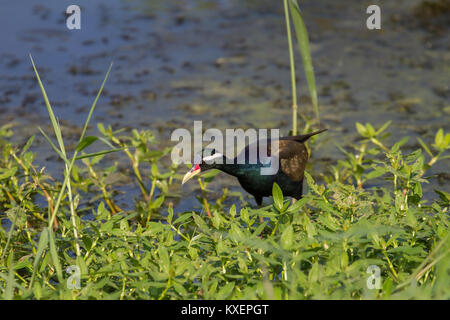 Bronzo-winged Jacana bird passeggiate nella natura (Metopedius indicus) Foto Stock