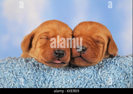 Il Labrador Retriever,cuccioli,8 giorni,dormire Foto Stock