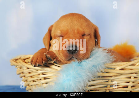 Il Labrador retriever giallo, età 25 giorni, cucciolo nel cestello, dormendo Foto Stock