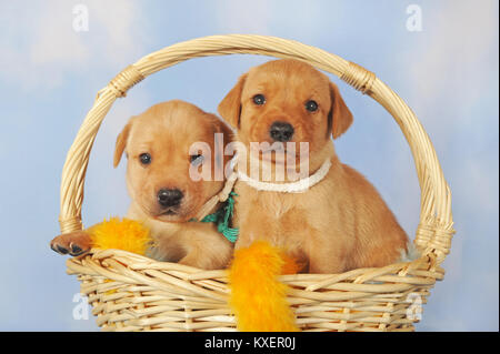 Il Labrador retriever giallo, età 25 giorni, cuccioli in basket Foto Stock