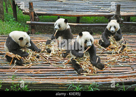 Panda orsi o panda giganti (Ailuropoda melanoleuca) mangiare germogli di bambù, Chengdu Research Base del Panda Gigante Allevamento, Chengdu Sichuan, Cina Foto Stock