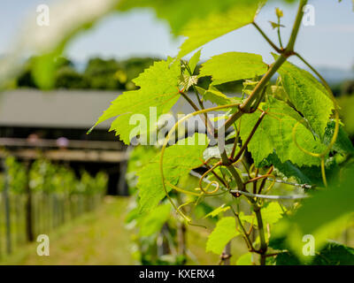 Bolney Wine Estate vicino a Haywards Heath, West Sussex. Foto Stock