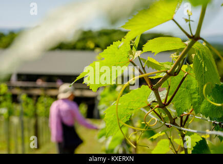 Bolney Wine Estate vicino a Haywards Heath, West Sussex. Foto Stock