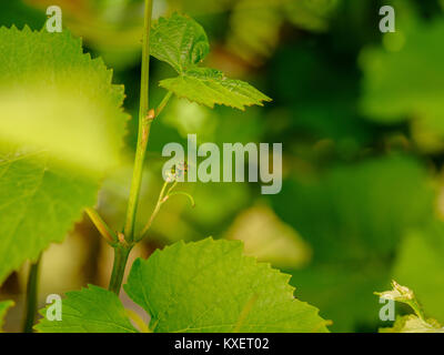 Bolney Wine Estate vicino a Haywards Heath, West Sussex. Foto Stock