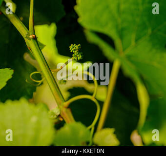 Bolney Wine Estate vicino a Haywards Heath, West Sussex. Foto Stock