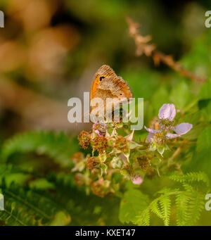 Una farfalla Meadow Brown si trova in una siepe Sussex, Regno Unito. Foto Stock