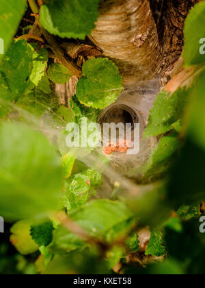 Una rete di ragno a forma di imbuto - Haywards Heath, West Sussex. Foto Stock