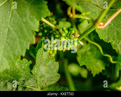 Bolney Wine Estate vicino a Haywards Heath, West Sussex. Foto Stock