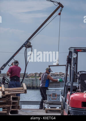 Equipaggio di scarico Catture di aragosta, Pointe-Sapin, New Brunswick, Canada. Foto Stock