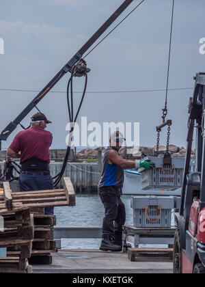 Equipaggio di scarico Catture di aragosta, Pointe-Sapin, New Brunswick, Canada. Foto Stock