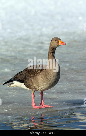 Oca Graylag, Graylag Goose, Grigio Lag Goose, Anser anser, uccello adulto in piedi sul ghiaccio, Islanda Foto Stock