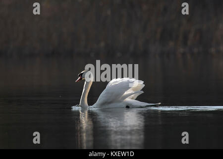 Mute territoriale swan (Cygnus olor) maschio nuotare nel lago mentre mostra dominante postura aggressiva in primavera Foto Stock