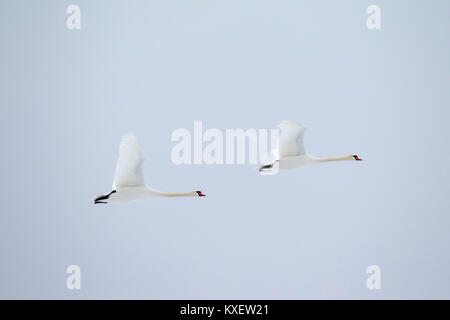 Due cigni (Cygnus olor) in volo contro il cielo pallido Foto Stock