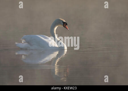 Cigno (Cygnus olor) nuotare nel lago coperto in early MORNING MIST Foto Stock