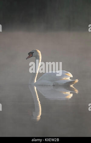 Cigno (Cygnus olor) nuotare nel lago coperto in early MORNING MIST Foto Stock