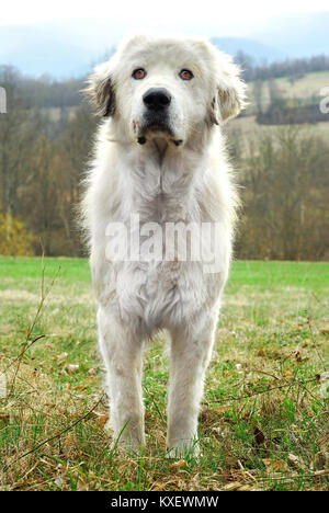 Big white sheep dog Foto Stock