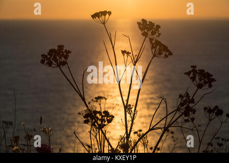 Alexanders in Silhouette Foto Stock