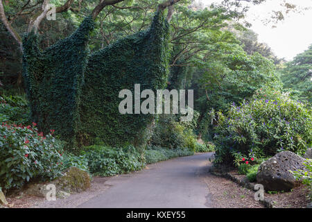 Lussureggiante verde fitta vegetazione tropicale e gli alberi coperti di vitigni striscianti lungo un sentiero o il percorso in Oahu, Hawaii in un concetto di viaggi e vacanze Foto Stock