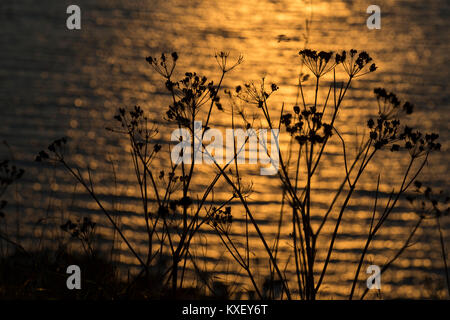 Alexanders in Silhouette Foto Stock