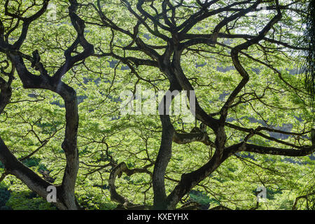 Retroilluminato con foglie di colore verde e ritorto diffusione di rami di una scimmia Pod Tree, Albizia saman, su Ohau, Hawaii in una chiusura completa del telaio vista di sfondo Foto Stock