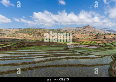 I campi di riso in Madagascar meridionale, Africa. Foto Stock