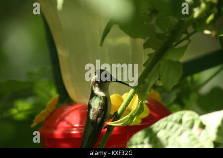 Hummingbird azione sotto la pianta di pomodoro Foto Stock