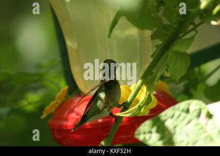 Hummingbird azione sotto la pianta di pomodoro Foto Stock