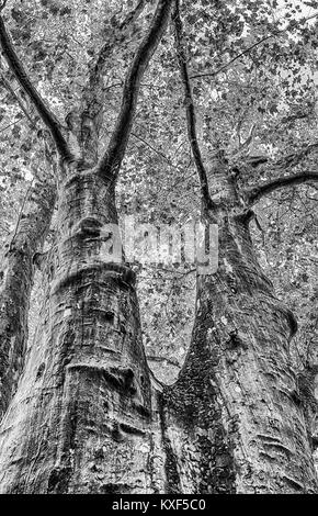 Tipo grafico monocromatico natura outdoor immagine di un grande tiglio / Lime Tree con una singola grande tronco in bianco e nero Foto Stock